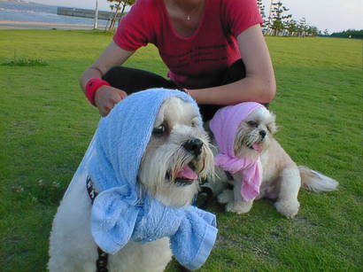 �V�[�Y�[��D���I