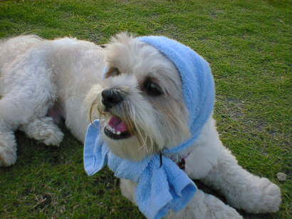 �V�[�Y�[��D���I