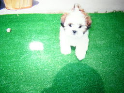 �V�[�Y�[��D���I