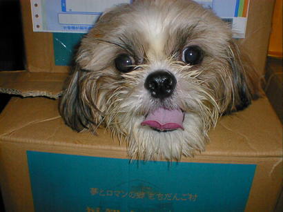 �V�[�Y�[��D���I