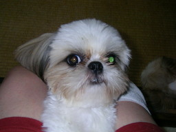 �V�[�Y�[��D���I