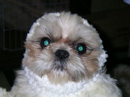 �V�[�Y�[��D���I