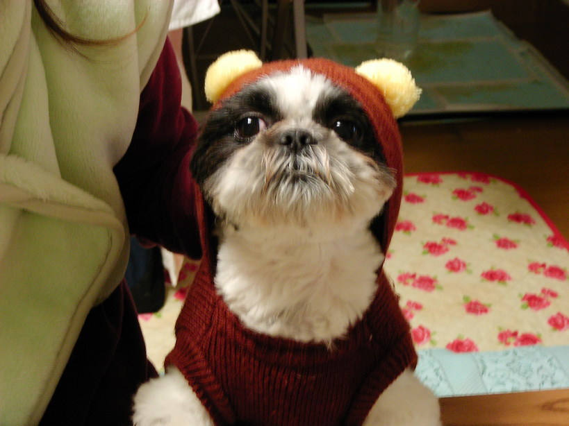 �V�[�Y�[��D���I