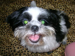 �V�[�Y�[��D���I