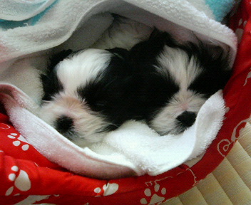 �V�[�Y�[��D���I