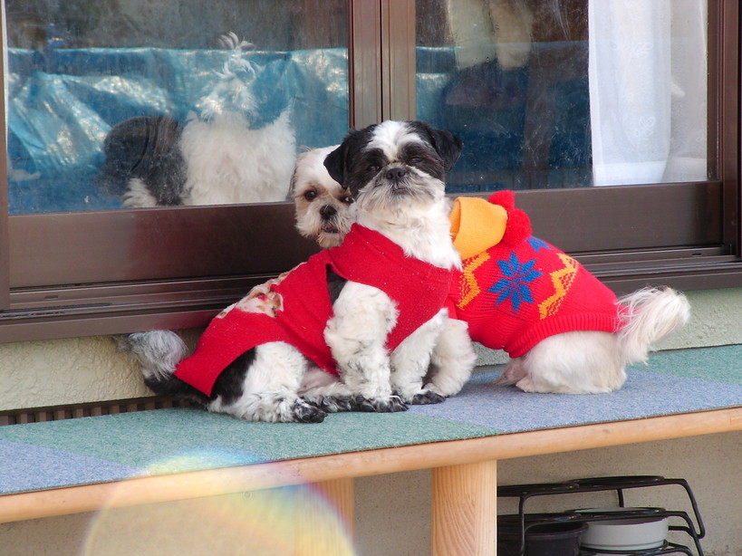 �V�[�Y�[��D���I