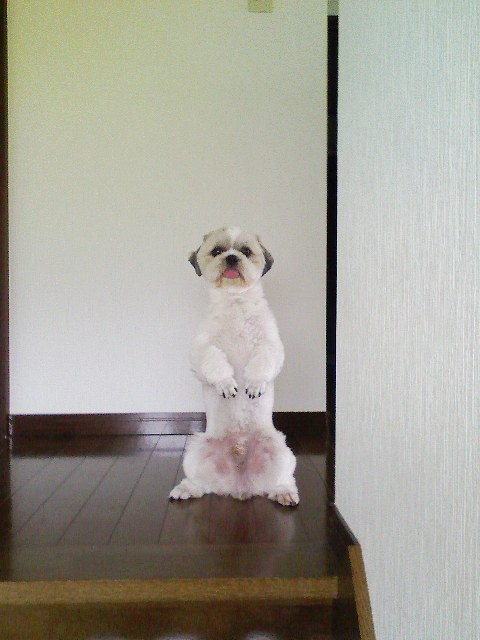 �V�[�Y�[��D���I