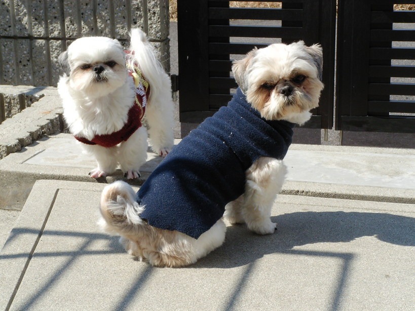 �V�[�Y�[��D���I