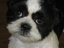 �V�[�Y�[��D���I