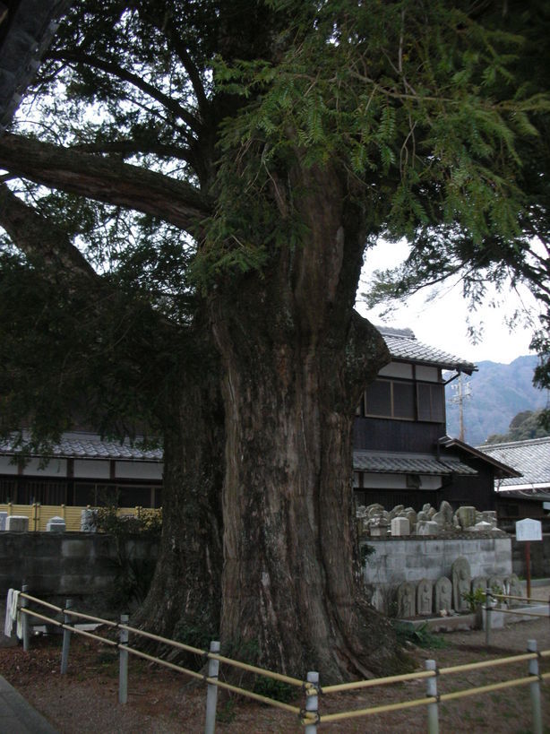 �������n��܂��Â��苦�c��