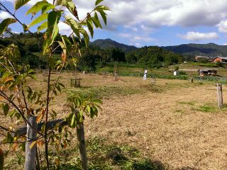 �������n��܂��Â��苦�c��