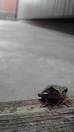 ���Ⴉ��@�@���Ƃ���