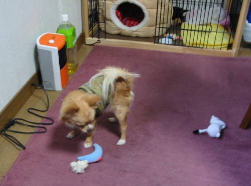 ���݂ʂ���������Ƃ��ʂ̂킳��