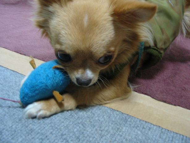 ���݂ʂ���������Ƃ��ʂ̂킳��