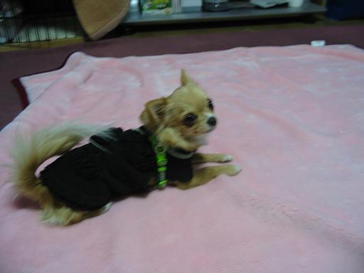 ���݂ʂ���������Ƃ��ʂ̂킳��