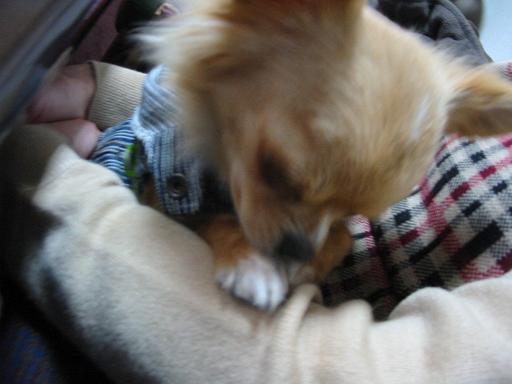 ���݂ʂ���������Ƃ��ʂ̂킳��