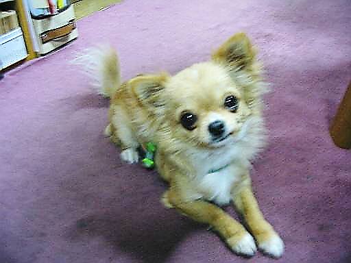 ���݂ʂ���������Ƃ��ʂ̂킳��