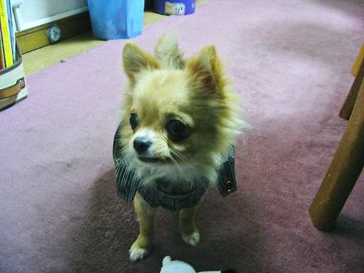 ���݂ʂ���������Ƃ��ʂ̂킳��