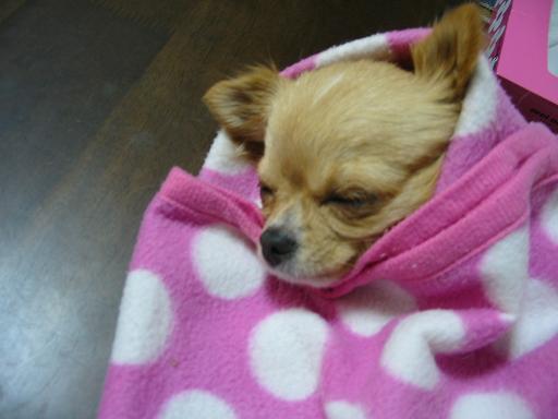 ���݂ʂ���������Ƃ��ʂ̂킳��