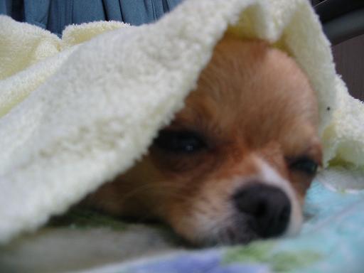 ���݂ʂ���������Ƃ��ʂ̂킳��