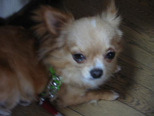 ���݂ʂ���������Ƃ��ʂ̂킳��