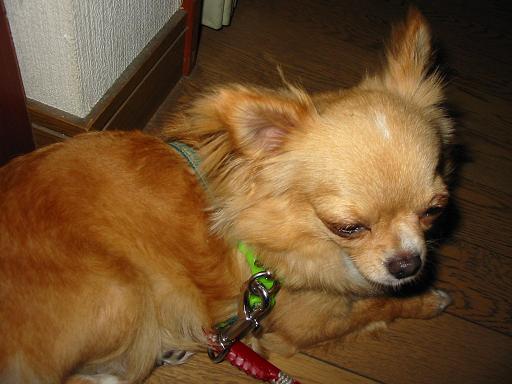 ���݂ʂ���������Ƃ��ʂ̂킳��