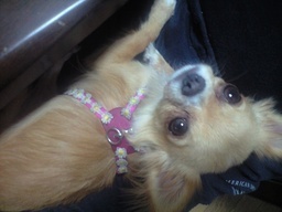 ���݂ʂ���������Ƃ��ʂ̂킳��