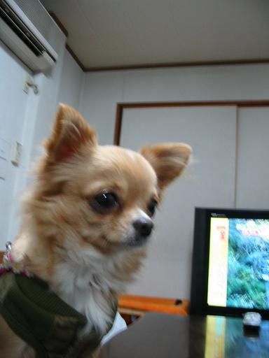 ���݂ʂ���������Ƃ��ʂ̂킳��