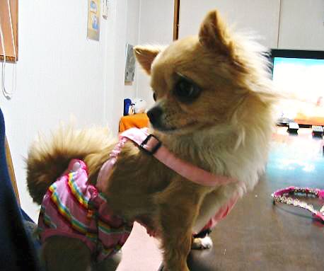 ���݂ʂ���������Ƃ��ʂ̂킳��