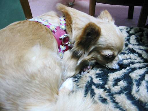 ���݂ʂ���������Ƃ��ʂ̂킳��