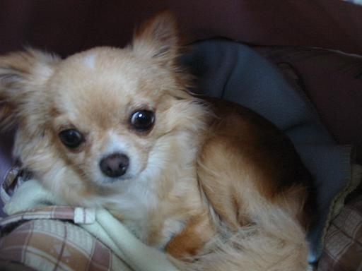 ���݂ʂ���������Ƃ��ʂ̂킳��