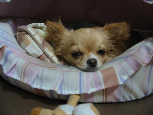 ���݂ʂ���������Ƃ��ʂ̂킳��