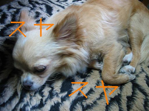 ���݂ʂ���������Ƃ��ʂ̂킳��