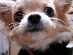 ���݂ʂ���������Ƃ��ʂ̂킳��