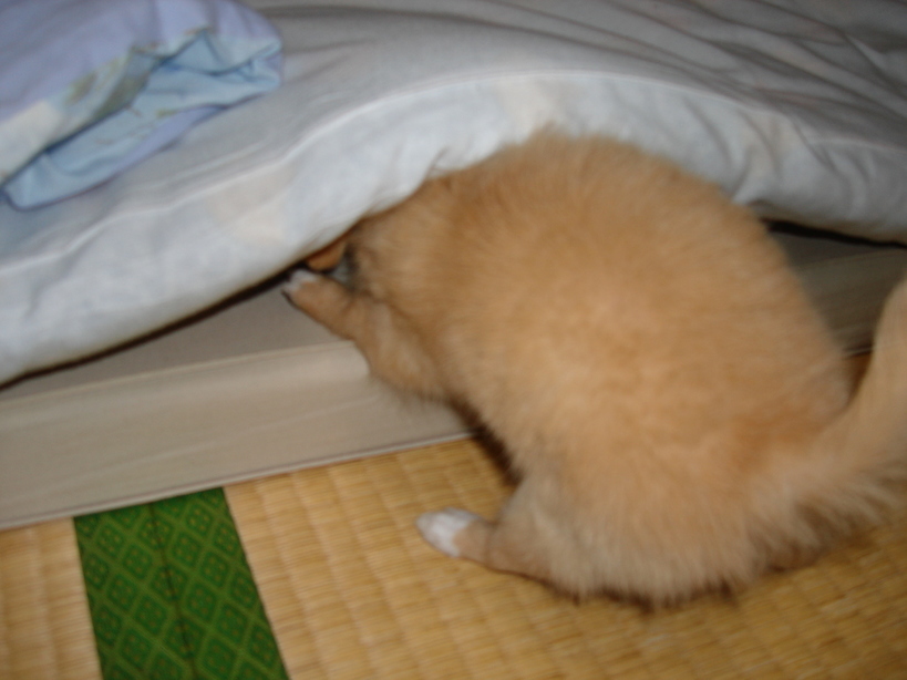 ���݂ʂ���������Ƃ��ʂ̂킳��