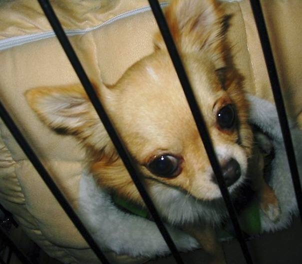 ���݂ʂ���������Ƃ��ʂ̂킳��