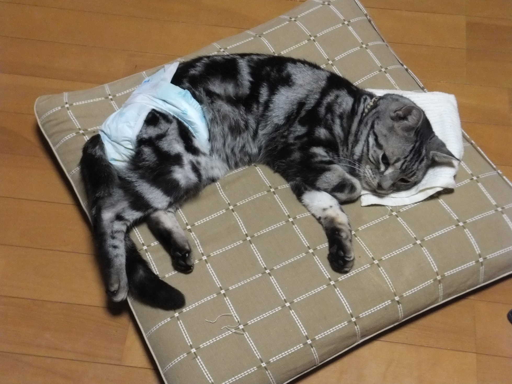 ��������x����y���˂��̂�����