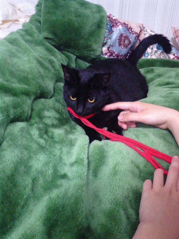 �ɂ�񂱁E���