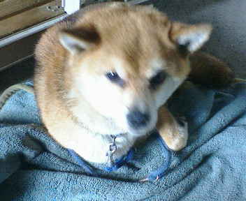 �����̂Ԃ₫�B