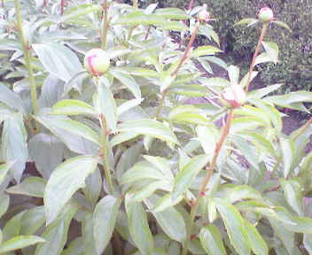 �����̂Ԃ₫�B