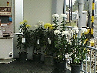 �r�o�I�ɉ�S��