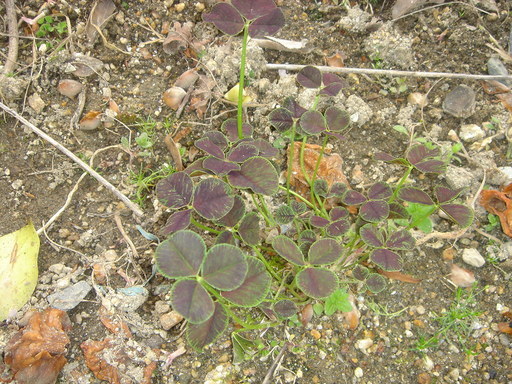 �~�q�̓��L