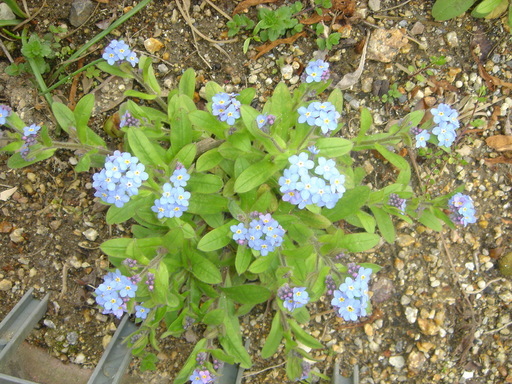 �~�q�̓��L