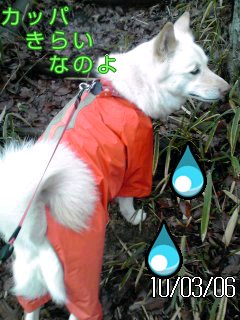 �~�q�̓��L