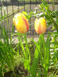 �~�q�̓��L