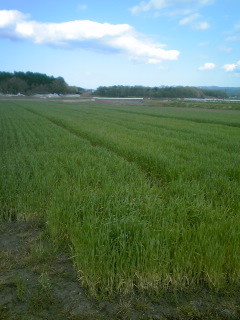 �~�q�̓��L