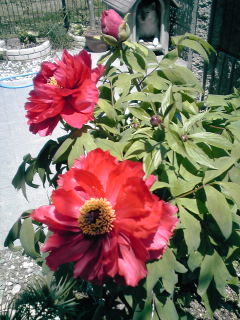 �~�q�̓��L