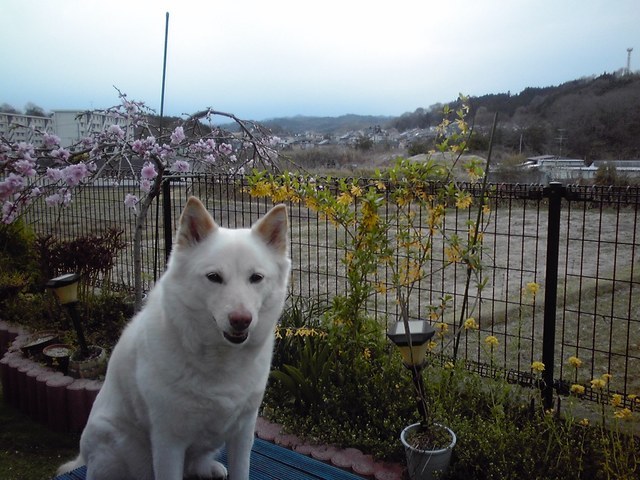 �~�q�̓��L