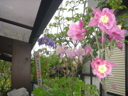 �~�q�̓��L