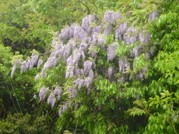 �~�q�̓��L